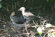 Amsel-9-Tag-Fütterung-6.jpg